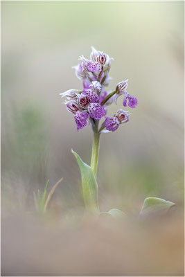 Milchweißes Knabenkraut (Neotinea lactea), Dep. Var, Frankreich