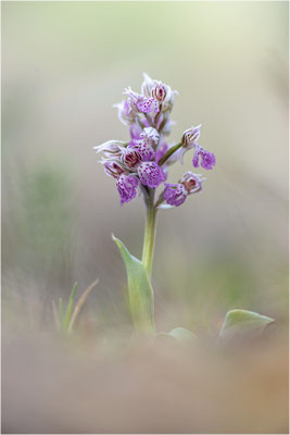 Milchweißes Knabenkraut (Neotinea lactea), Dep. Var, Frankreich