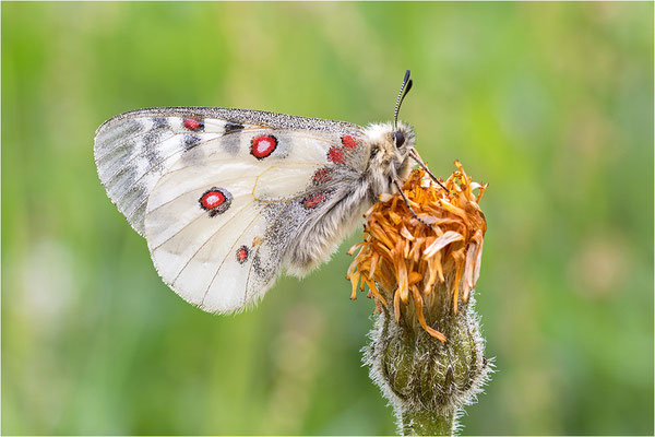 Hochalpen-Apollo (Parnassius phoebus), Italien, Region Aostatal