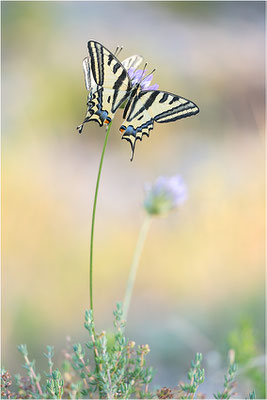 Südlicher Schwalbenschwanz (Papilio alexanor destelensis), Männchen, Frankreich, Dep. Vaucluse