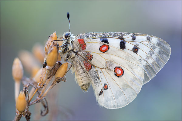 Roter Apollo (Parnassius apollo venaissimus), Frankreich, Dep. Vaucluse