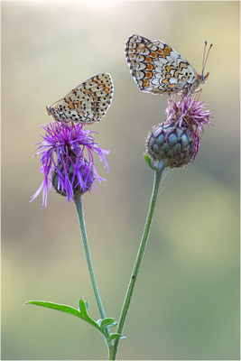 rechts: Melitaea phoebe