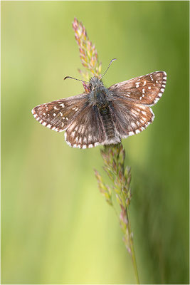 Zweibrütiger Würfel-Dickkopffalter (Pyrgus armoricanus), Männchen, Frankreich, Drôme