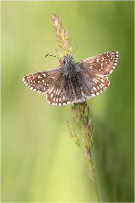 Zweibrütiger Würfel-Dickkopffalter (Pyrgus armoricanus), Männchen, Frankreich, Drôme