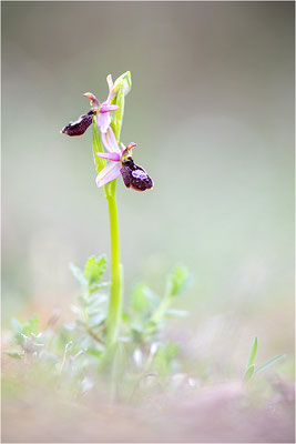 Drôme-Ragwurz (Ophrys drumana), Frankreich, Dep. Drôme