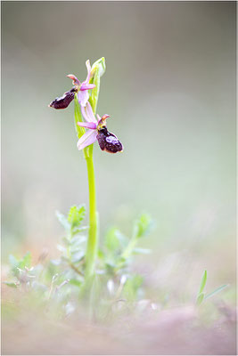 Drôme-Ragwurz (Ophrys drumana), Frankreich, Dep. Drôme