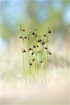 Ophrys passionis, Bouches-du-Rhône