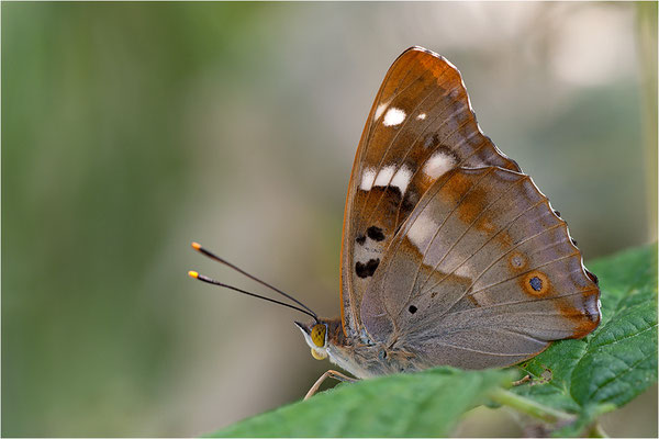 Kleiner Schillerfalter (Apatura ilia), Männchen, Deutschland, Baden-Württemberg