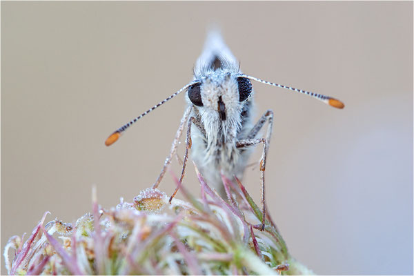 Foulquier´s Würfel-Dickkopffalter (Pyrgus bellieri), Frankreich, Ardèche