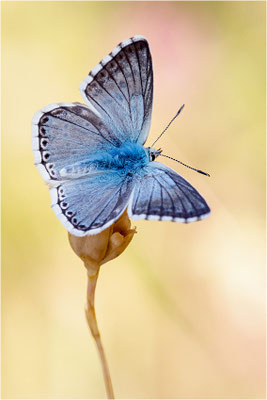 Spanischer Bläuling (Polyommatus hispana), Männchen, Spanien, Pyrenäen, Prov. Lleida