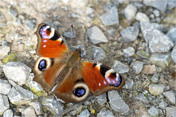 Tagpfauenauge (Inachis io), Deutschland, Baden-Württemberg