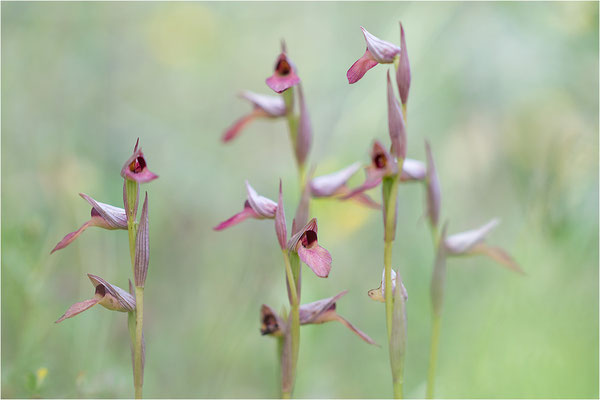 Einschwieliger Zungenstendel (Serapias lingua), Korsika