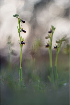 Ophrys passionis, Bouches-du-Rhône