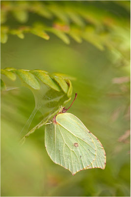 Zitronenfalter (Gonepteryx rhamni), Schweden, Värmland