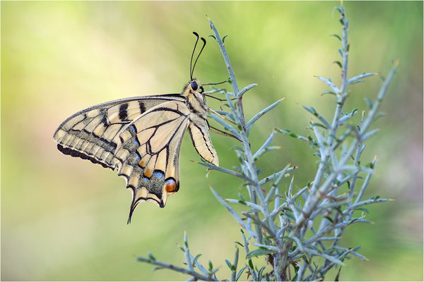 Schwalbenschwanz (Papilio machaon), Frankreich, Dep. Ardéche