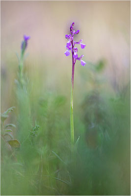 Kleine Hundswurz (Anacamptis morio picta), Dep. Var, Frankreich