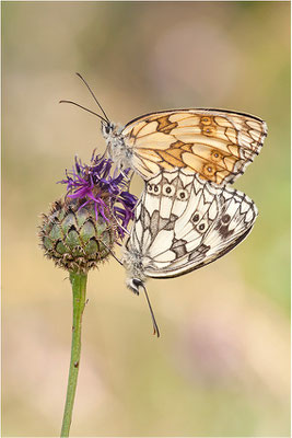 Schachbrettfalter (Melanargia galathea), Paarung, Schweiz, Kanton Wallis