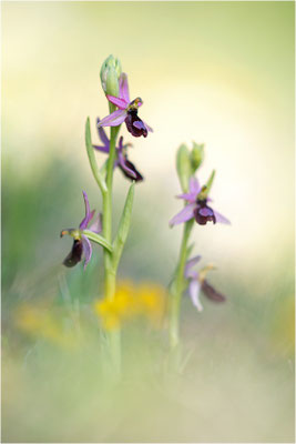 Drôme-Ragwurz (Ophrys drumana), Frankreich, Dep. Isere