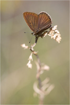 Piedmont-Bläuling (Polyommatus humedasae), Italien, Aosta