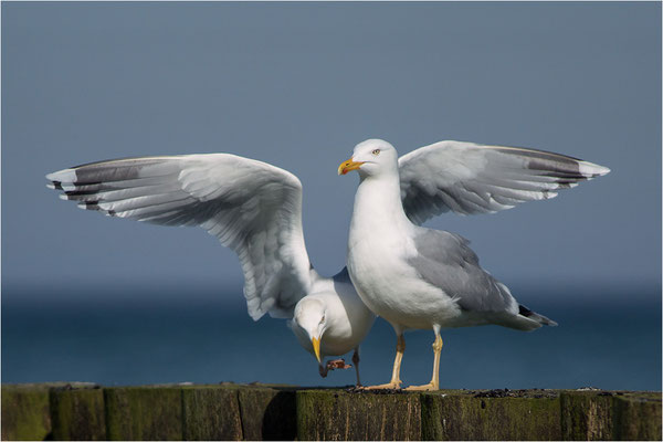 Silbermöwe (Larus argentatus), Deutschland, Mecklenburg-Vorpommern, Darß