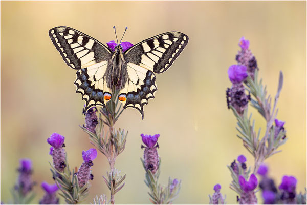 Schwalbenschwanz (Papilio machaon), Frankreich, Dep. Var