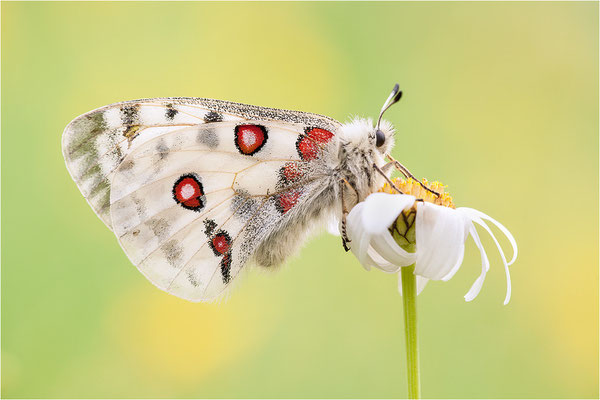 Roter Apollo (Parnassius apollo thiemo), Deutschland, Baden-Württemberg