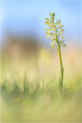 Provence-Knabenkraut (Orchis provincialis), Frankreich, Isere