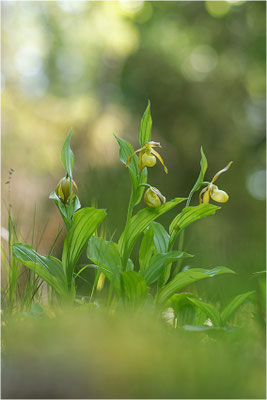 Gelber Frauenschuh (Cypripedium calceolus), Schweden, Jämtlands län