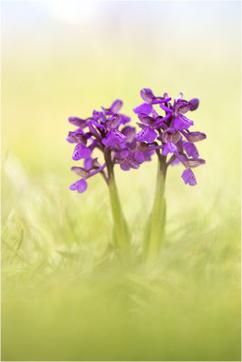 Kleine Hundswurz (Anacamptis morio morio), Dep. Drôme, Frankreich