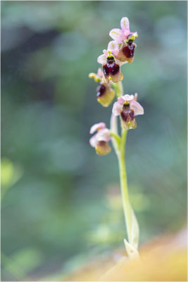 Norman´s Ragwurz (Ophrys normanii)