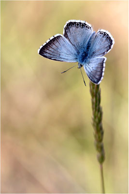 Spanischer Bläuling (Polyommatus hispana), Männchen, Frankreich, Ardèche