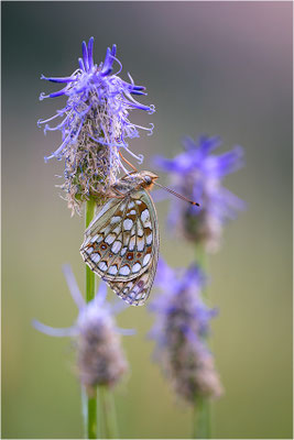 Stiefmütterchen-Perlmutterfalter (Argynnis niobe), Italien, Region Aostatal, 2000m