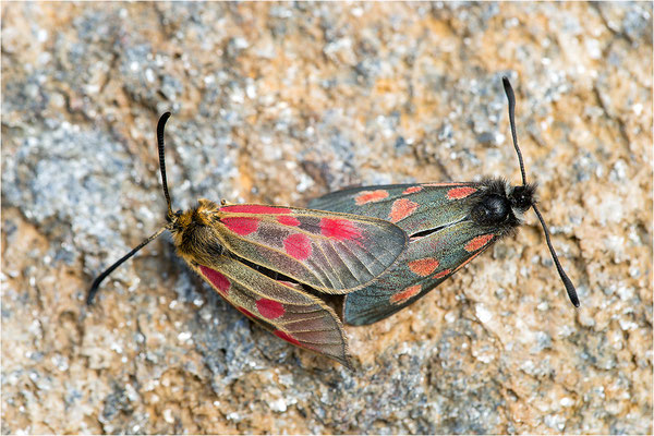 Alpen-Widderchen (Zygaena exulans), Paarung, Italien, Region Aostatal, 2600m