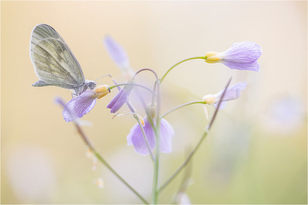 Tintenfleck-Weißling (Leptidea sinapis bzw. juvernica), Deutschland, Baden-Württemberg