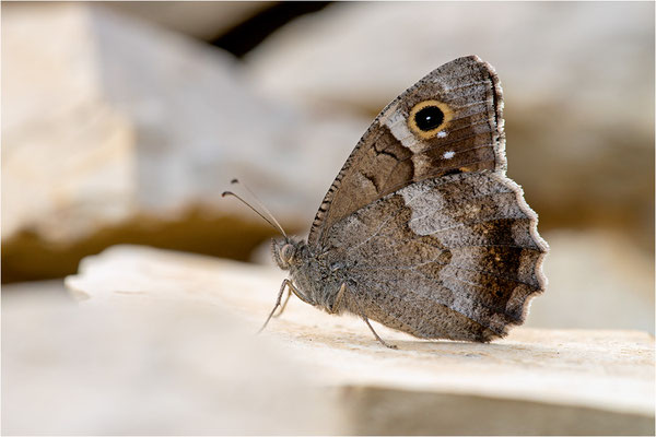 Eisenfarbiger Samtfalter (Hipparchia statilinus)