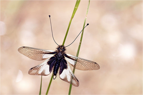 Libellen-Schmetterlingshaft (Libelloides coccajus), weiße Farbvariante, Frankreich, Ardèche
