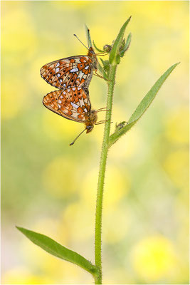 Veilchen-Perlmuttfalter (Boloria euphrosyne), Paarung, Italien, Region Aostatal, 1600m