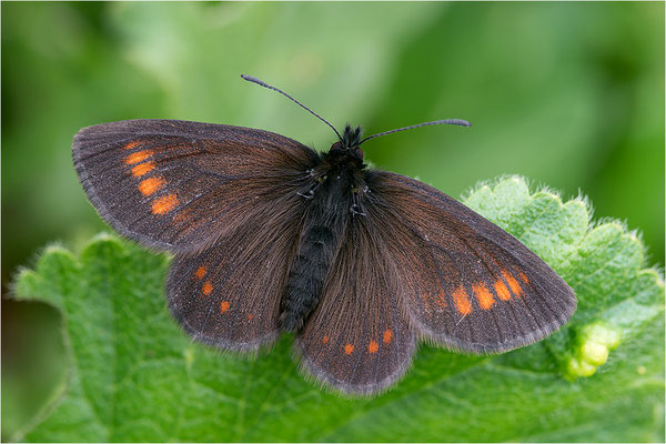 Unpunktierter Mohrenfalter (Erebia pharte), Frankreich, Savoie, 2.400m