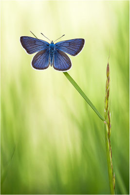 Rotklee-Bläuling (Cyaniris semiargus), Männchen, Schweiz, Wallis