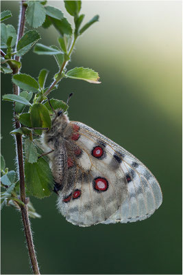 Roter Apollo (Parnassius apollo caloriferus), Schweiz, Kanton Wallis