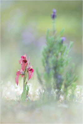 Verkannter Zungenstendel (Serapias neglecta), Frankreich, Var