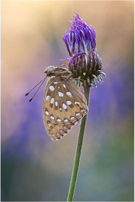 Großer Perlmutterfalter (Argynnis aglaja), Italien, Region Aostatal, 2000m