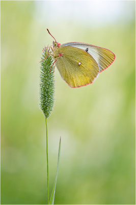 Hochmoor-Gelbling (Colias palaeno), Finnland, Etelä-Pohjanmaa