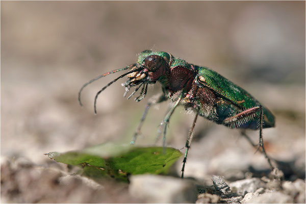 Feld-Sandlaufkäfer (Cicindela campestris), Deutschland, Baden-Württemberg
