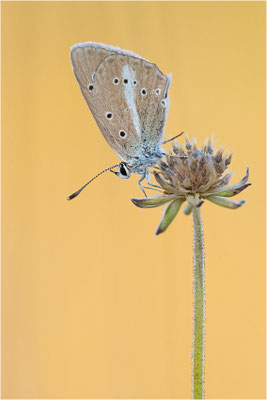 Polyommatus riparti