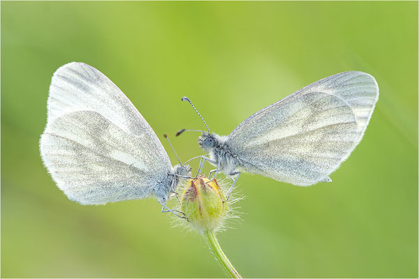 Tintenfleck-Weißling (Leptidea sinapis bzw. juvernica), Deutschland, Baden-Württemberg