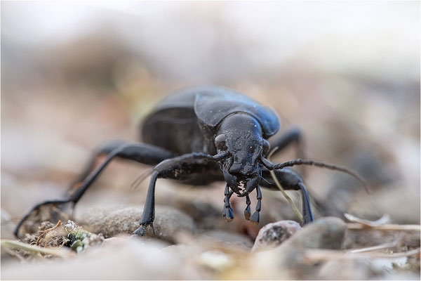 Leder-Laufkäfer (Carabus coriaceus)