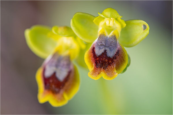 Anmutige Ragwurz (Ophrys lepida)