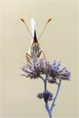 Flockenblumen-Scheckenfalter (Melitaea phoebe), Frankreich, Aveyron
