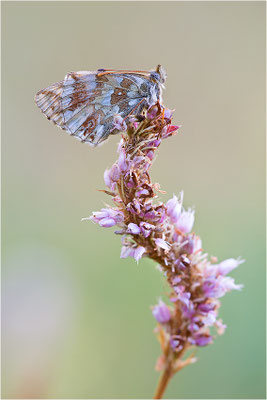 Ähnlicher Perlmuttfalter (Boloria napaea), Italien, Region Aostatal, 2000m